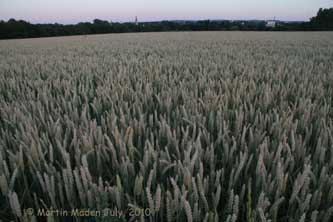 Summer night on a wheat field near Schildesche.